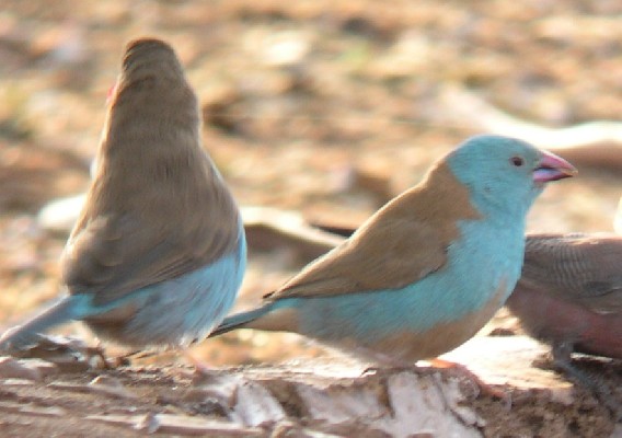 Blue-capped Cordon-bleu
