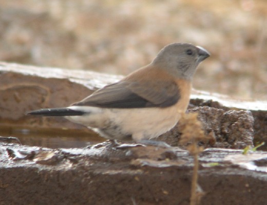Grey-headed Silverbill