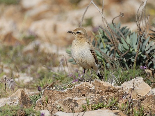 Atlas Wheatear