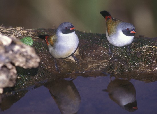 Male Swee Waxbills drinking