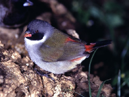 Swee Waxbill