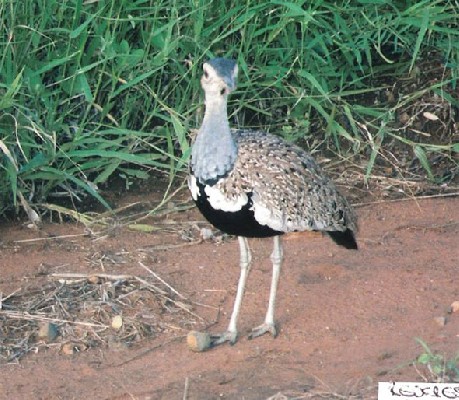 Red-crested Bustard