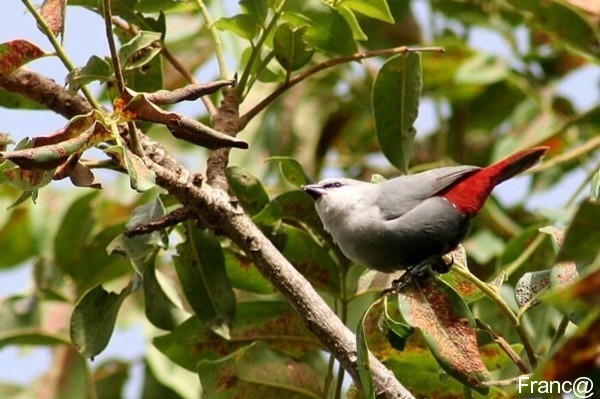 Lavender Waxbill