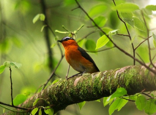 Grey-winged Robin-Chat in early afternoon