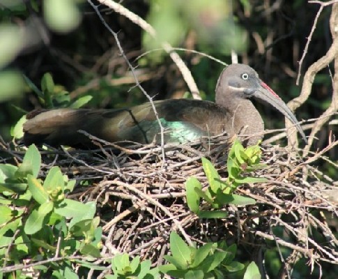 Hadada Ibis in the afternoon