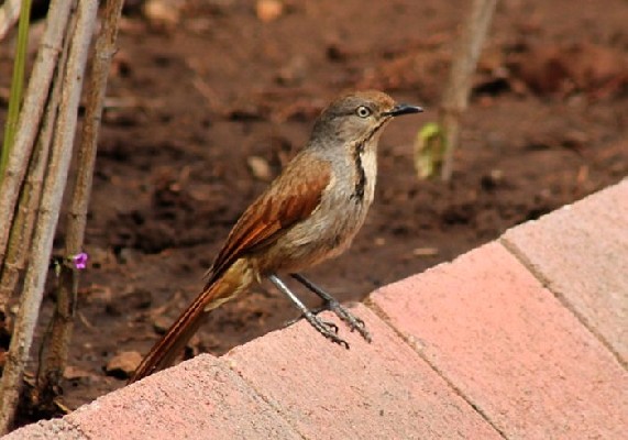 Collared Palm-Thrush