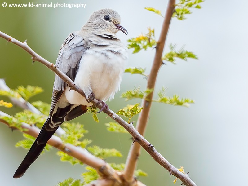 Namaqua Dove