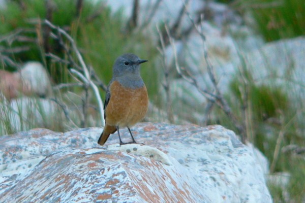 Sentinel Rock-thrush