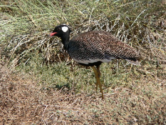 Southern Black Korhaan