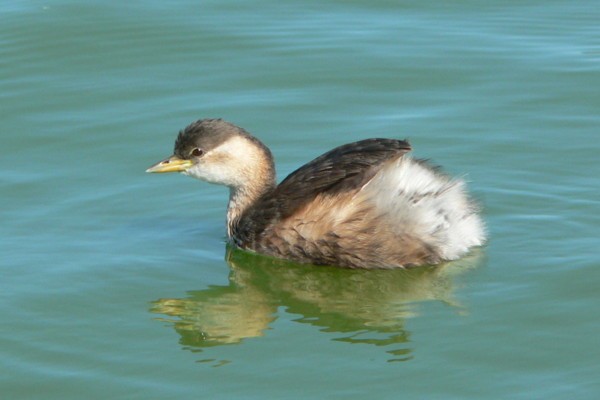 Little Grebe (Dabchick)