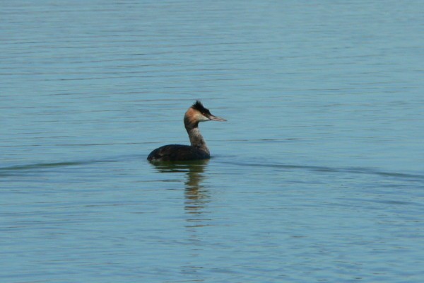 Great Crested Grebe