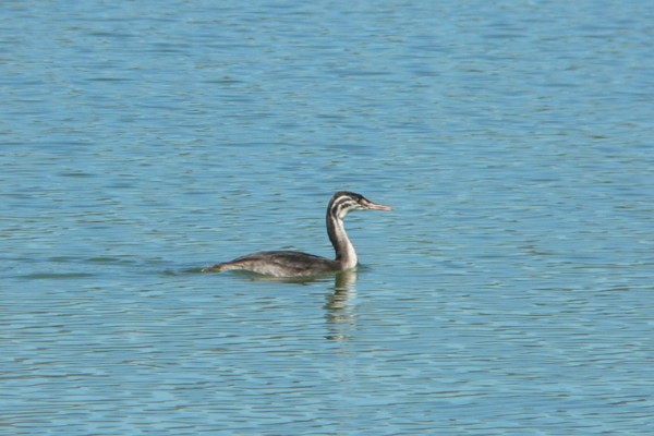 Great Crested Grebe