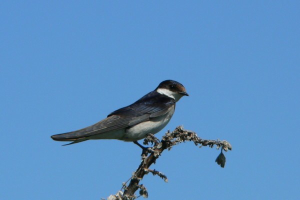 White-throated Swallow