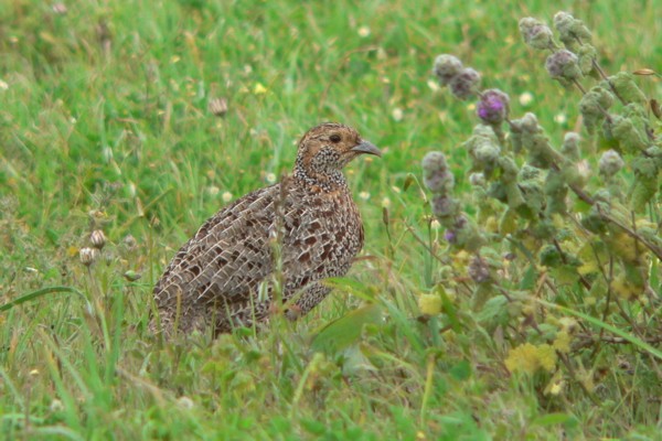 Grey-winged Francolin