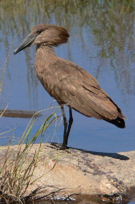 Hamerkop