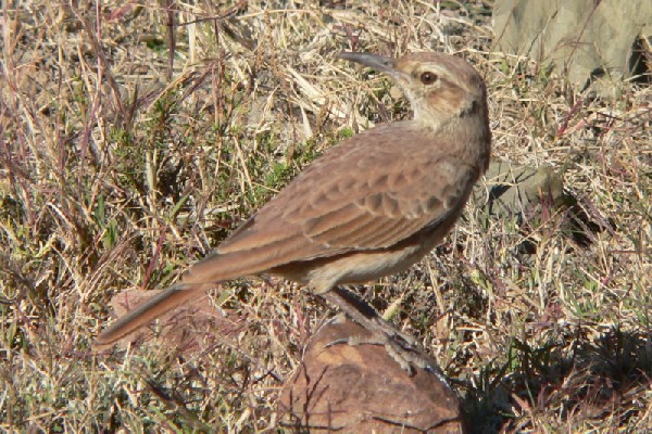 Eastern Long-billed Lark