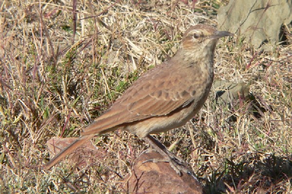 Eastern Long-billed Lark