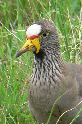 African Wattled Lapwing