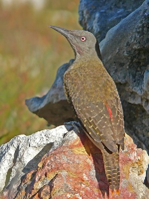 Ground Woodpecker