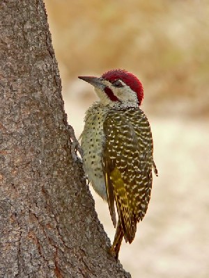 Bennett's Woodpecker