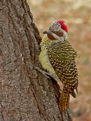 Bennett's Woodpecker