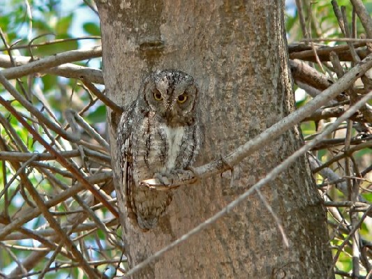 African Scops Owl