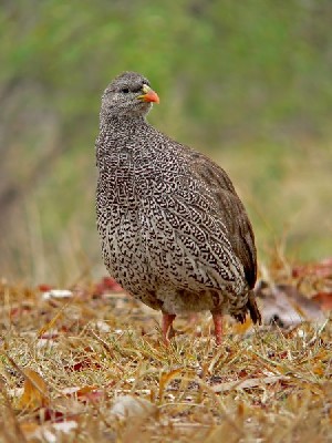 Natal Francolin