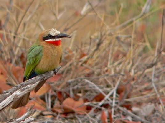 White-fronted Bee-eater