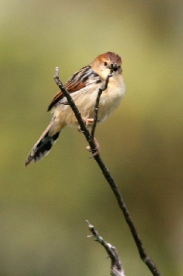 Ethiopian Cisticola