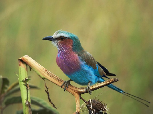 Lilac-breasted Roller in Masai Mara
