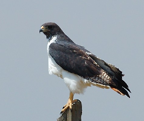 Augur Buzzard - Mara