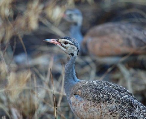 White-bellied Bustard