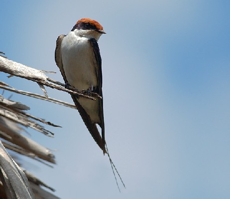 Wire-tailed Swallow
