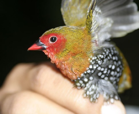 Green (Green-backed) Twinspot