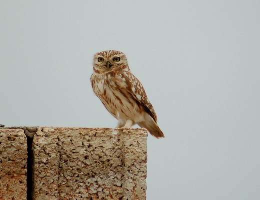 Little Owl standing on wall
