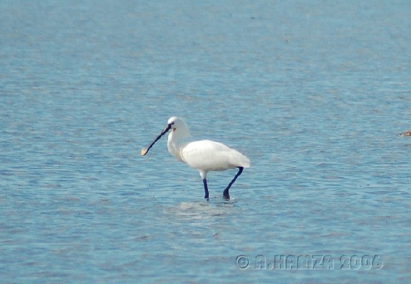 Eurasian Spoonbill wading for food
