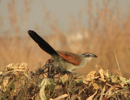 White-browed Coucal