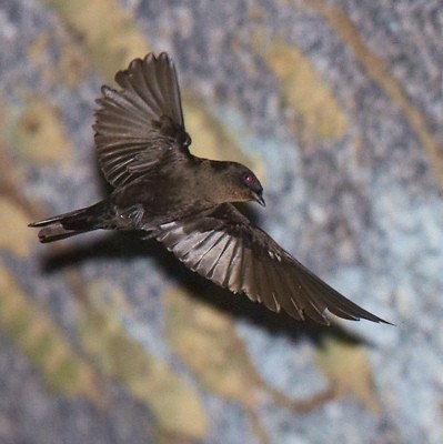 Forest Swallow