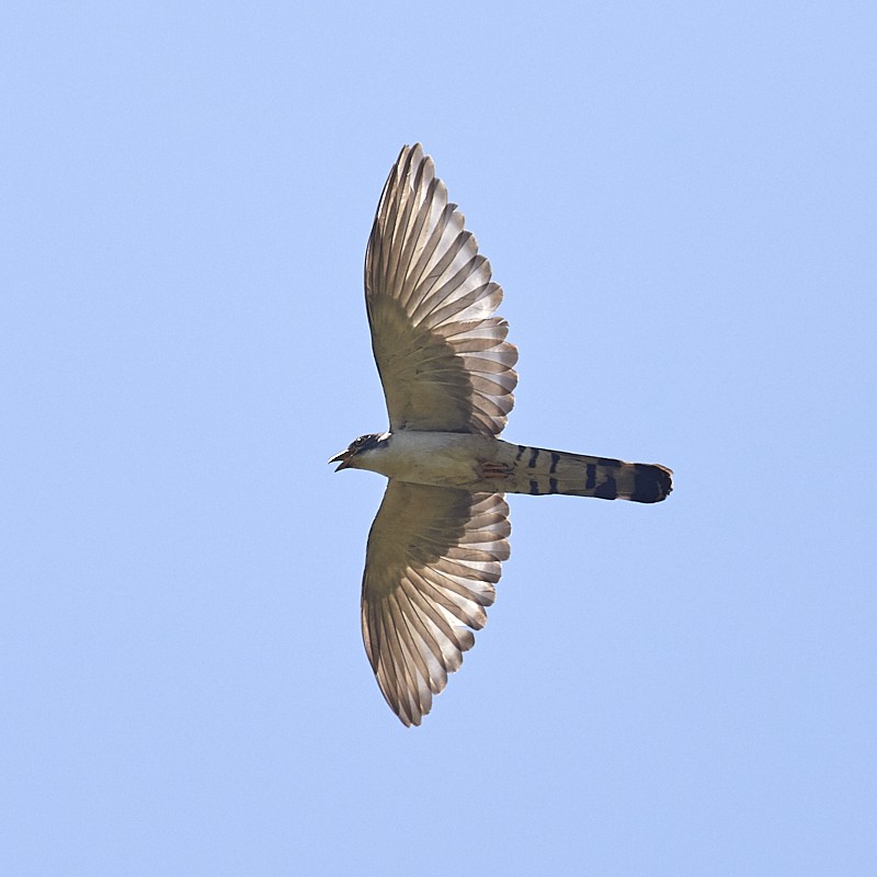 Thick-billed Cuckoo calling in display flight