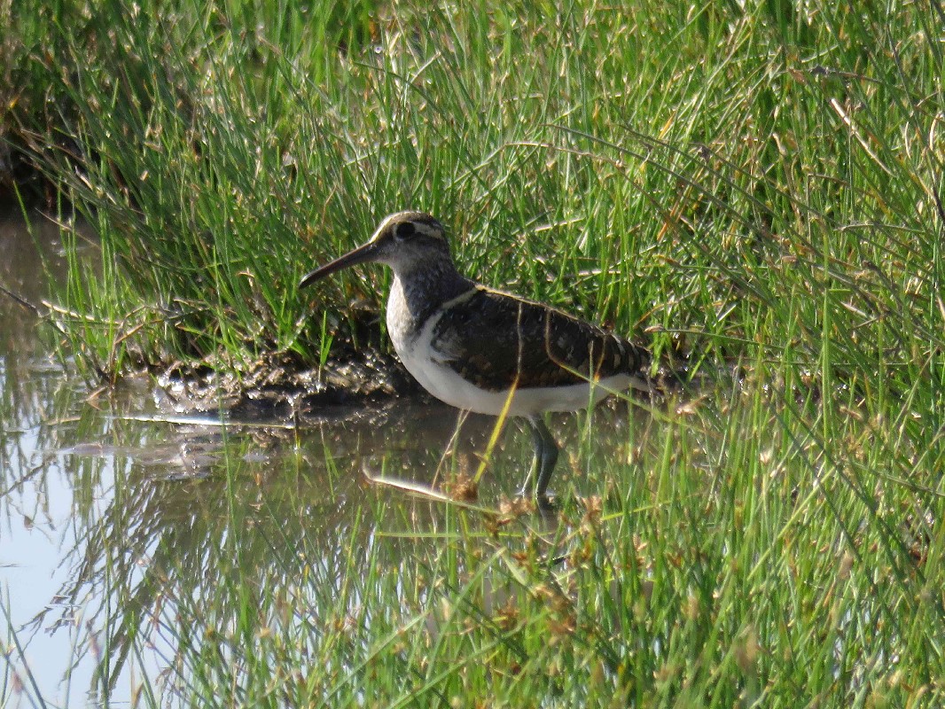Greater Painted Snipe