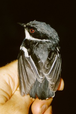 Dark Batis