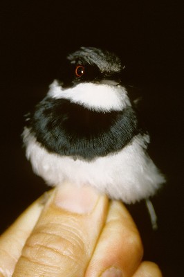 Dark Batis
