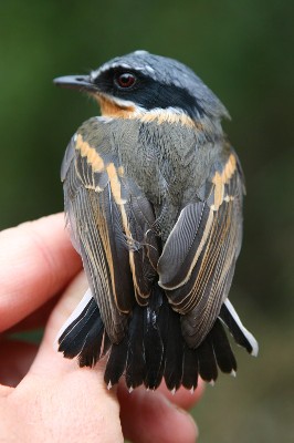 Dark Batis