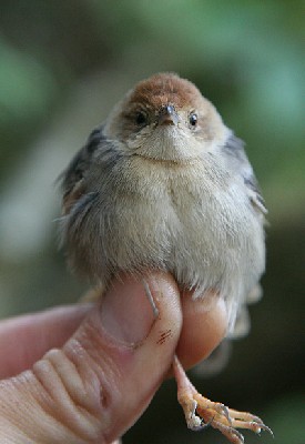Churring Cisticola (Cisticola njombe)