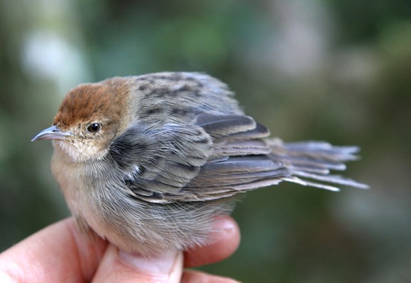 Churring Cisticola (Cisticola njombe)