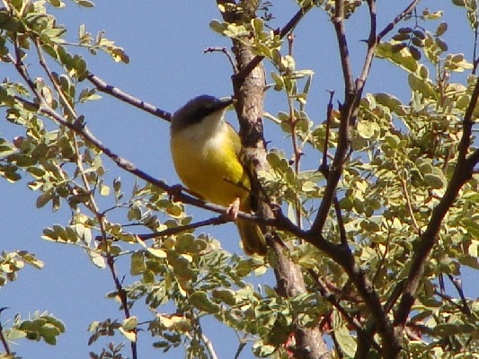 Green-backed Eremomela, Adi Keih, Eritrea
