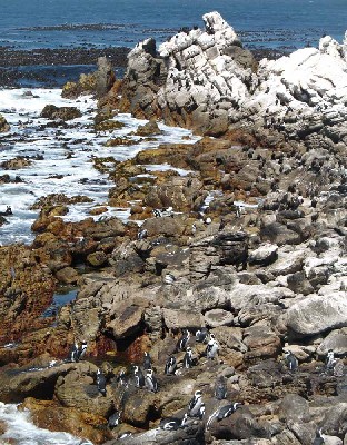 African Penguin 