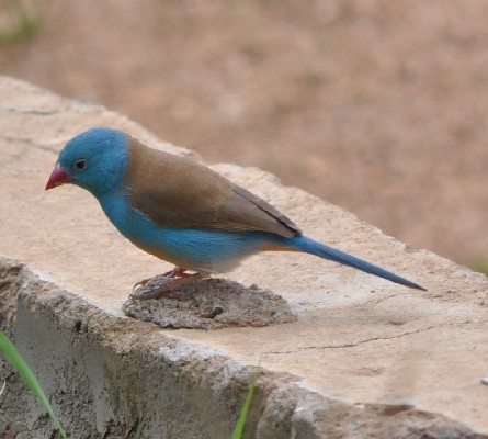Blue Capped Cordon-Bleu