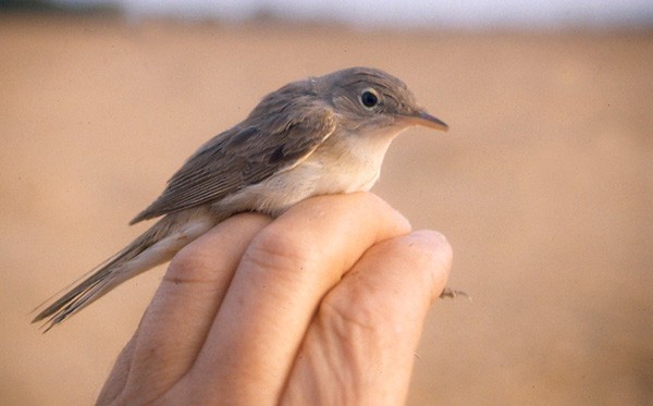 Western Olivaceous Warbler