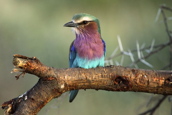 Lilac-breasted Roller